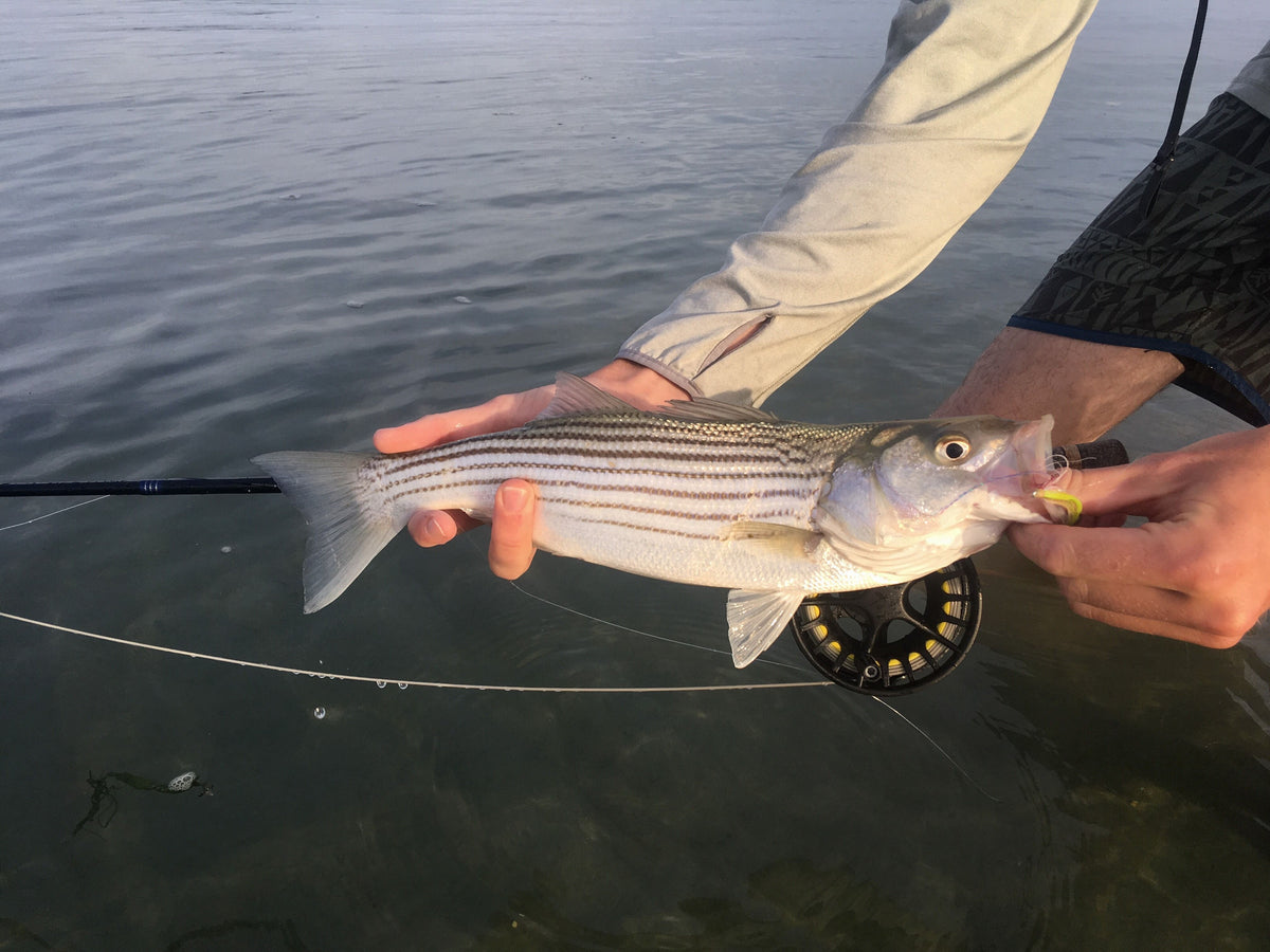 Guide Chronicles New England Striper Fishing with Freeland Wegner
