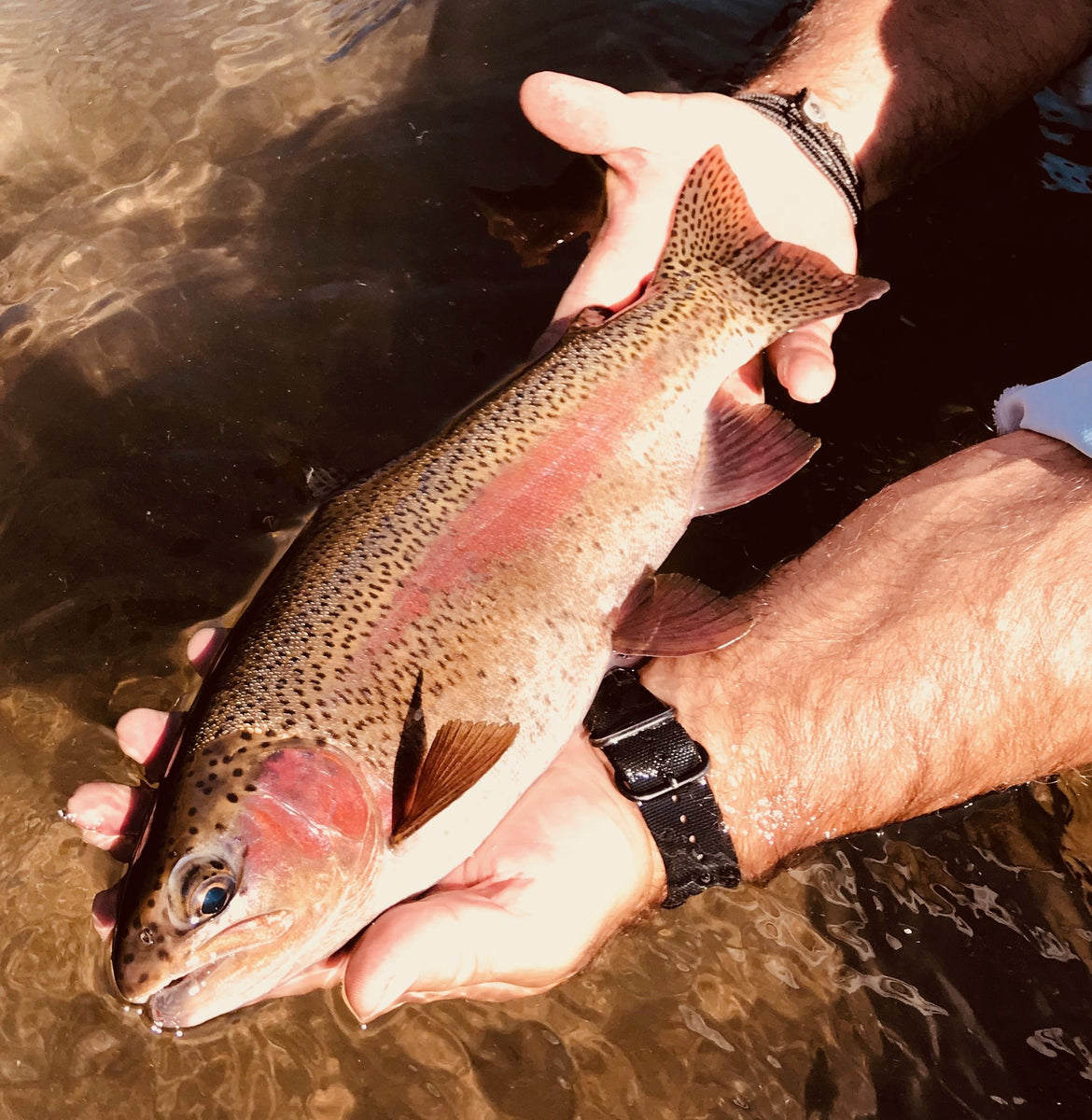 Crooked River Report Fly and Field Outfitters
