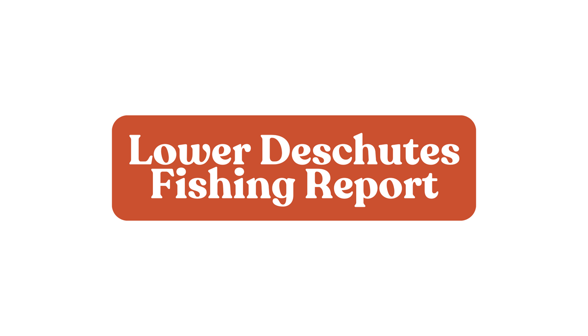 Lower Deschutes Update November 1st, 2024 Fly and Field Outfitters