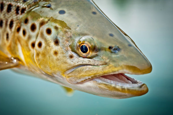 Callibaetis Still Out And About On East Lake