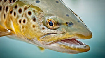 Callibaetis Still Out And About On East Lake