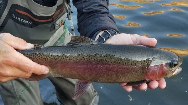 Lower Deschutes Update