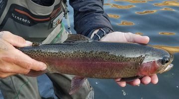 Lower Deschutes Update