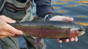 Guide Chronicles: A Year in Pictures with Griff Marshall