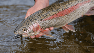 Guide Chronicles: The Upper Kanektok with Kyle Schenk and Scott Cook