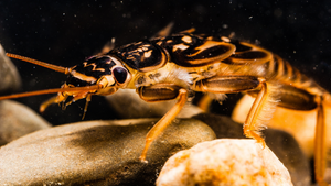 Different Kinds of Aquatic Insects
