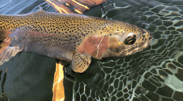 Crane Prairie Update