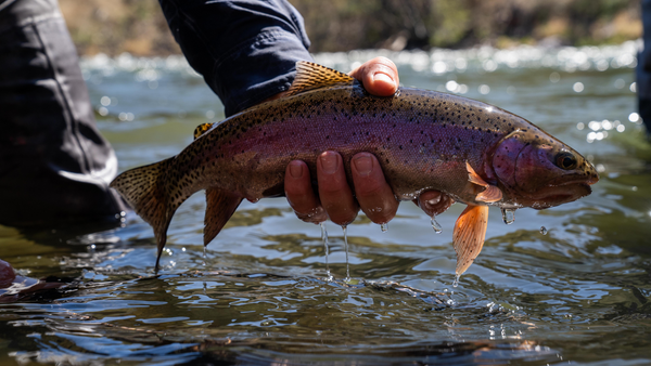 Black Spot Disease: What is it and what does it do to trout?