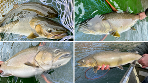 Now Booking- Lake Billy Chinook Bull Trout Day Trips!