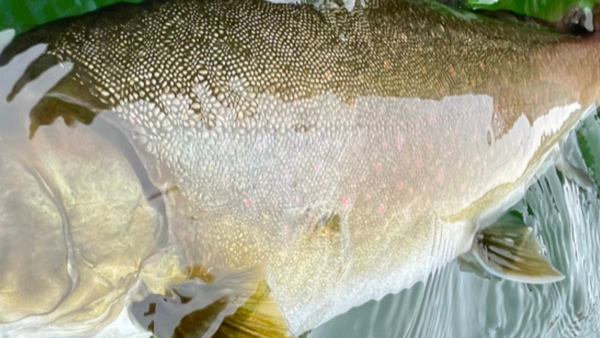 Metolius River Update 03/12/2021
