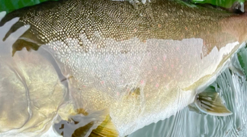 Metolius River Update 03/12/2021