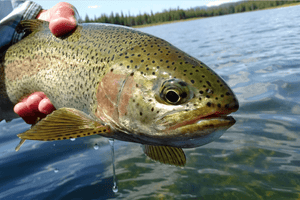 North Twin Lake Update