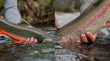 Char VS. Trout- What's The Difference?
