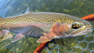 Crane Prairie Report 4/30/21