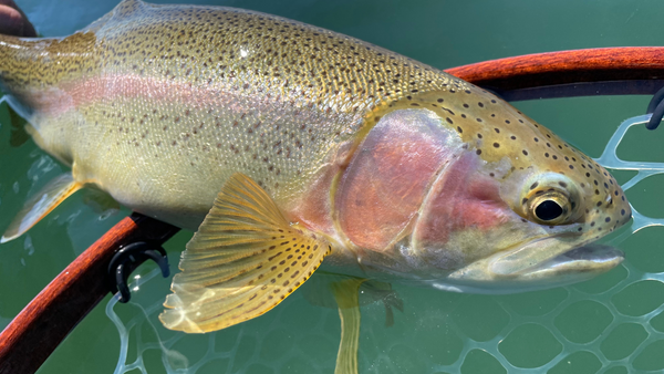 Crane Prairie Report 6/4/21