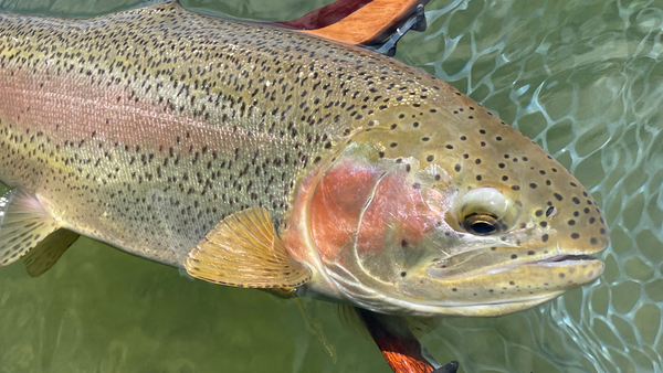 Crane Prairie Report 6/11/21