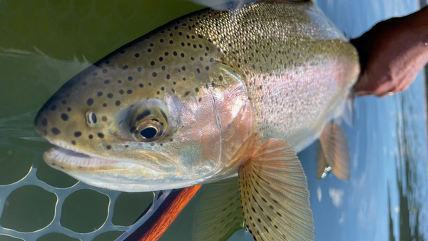 Crane Prairie Report 5/14/21
