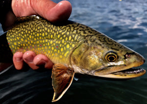 Upper Deschutes Update