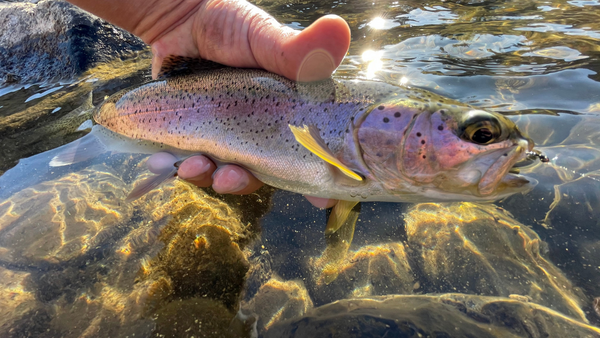 Crooked River Update 3/5/2021