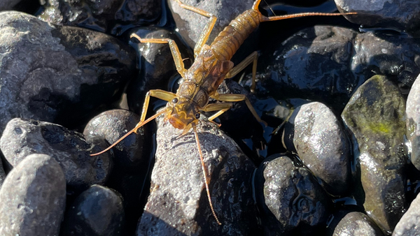 Crooked River Update 03/12/2021