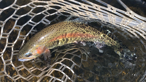 Crooked River Report 4/2/21
