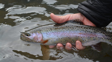 Summer Flows Are Back On The Crooked