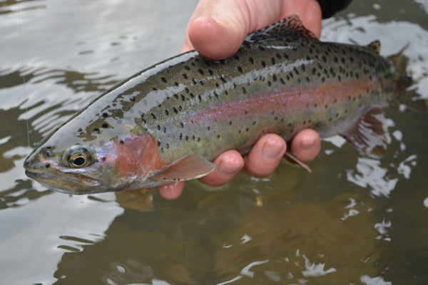 Crooked River Coming Back to Life
