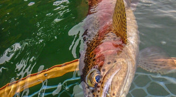 Crane Prairie Update