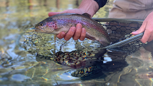 What Flies Should I Use on The Fall River?