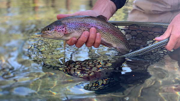 What Flies Should I Use on The Fall River?