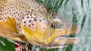 East Lake Report 6/11/21
