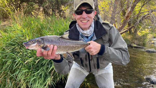 Mountain Whitefish and Why They Matter