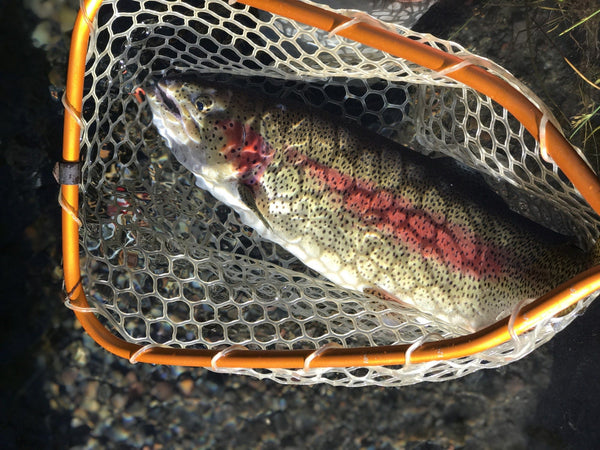Fall River Update