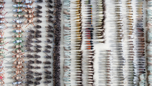 How to Organize Your Fly Boxes