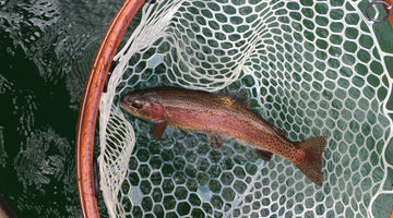 East Lake Callibaetis!