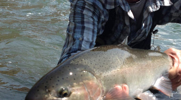 The Local Haps, Mid-August Style