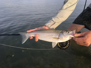Guide Chronicles: New England Striper Fishing with Freeland Wegner