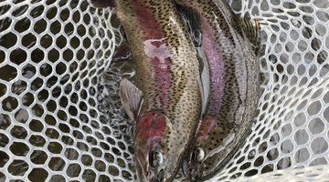 Lower Deschutes Opener Coming Up!