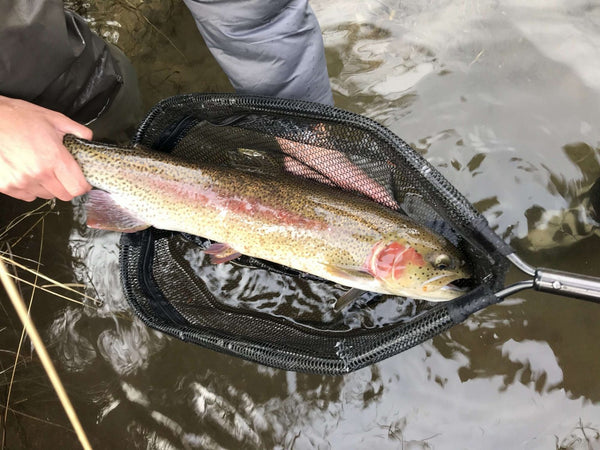 Fall River Update