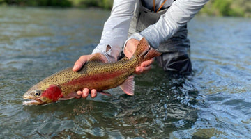 Big Bugs Out On The Lower D!