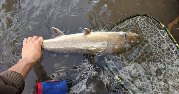 Metolius River Update