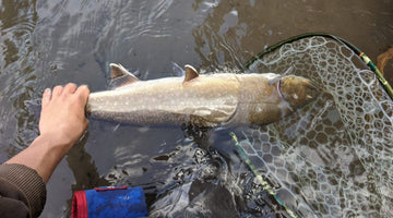 Metolius River Update