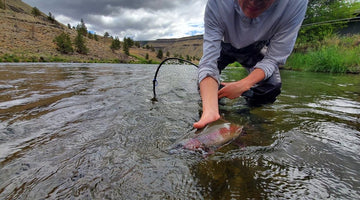 Lower Deschutes Update