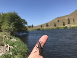 Big Bugs Are Out On The Lower D!