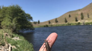 Big Bugs Are Out On The Lower D!