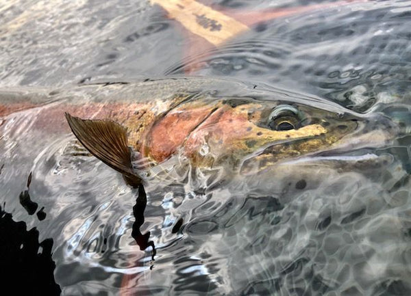 Crane Prairie Update