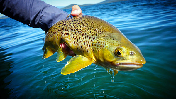 Product Review - Sage X 590