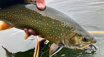 Crane Prairie Update