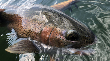 Crane Prairie Update