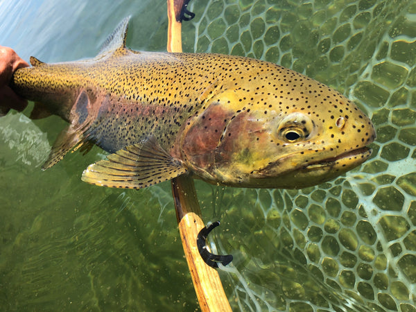 Mid-August Crane Update